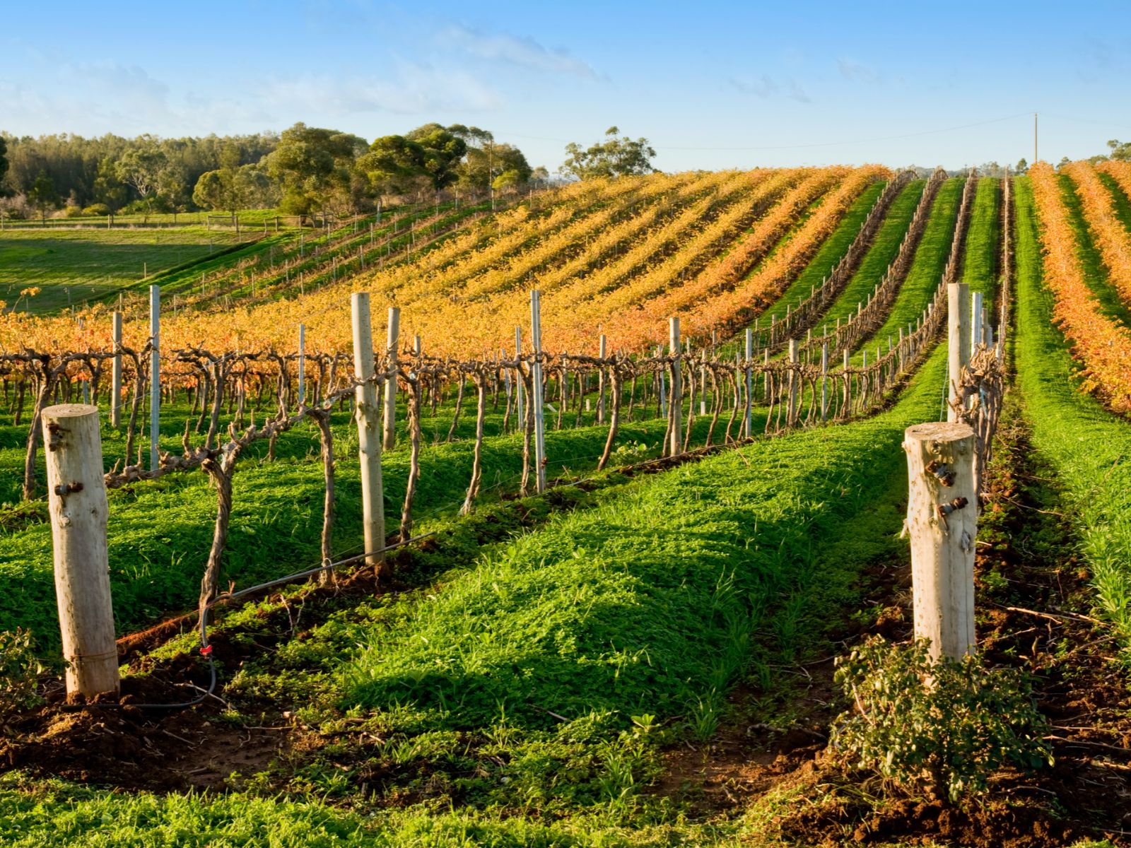 Rondreis Australië, Barossa Valley, Glooiende Wijngaarden