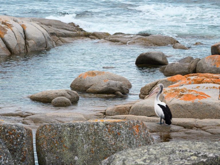 Hoogtepunten | WRC Reizen