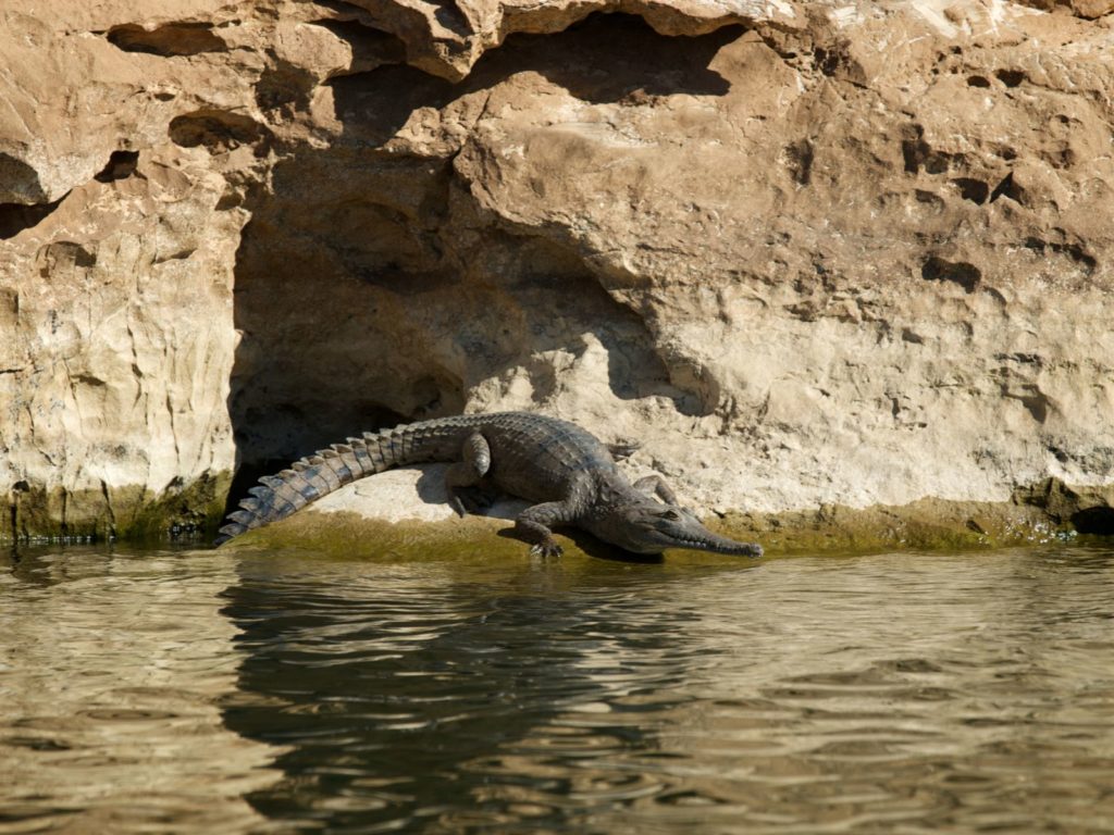 Hoogtepunten | WRC Reizen