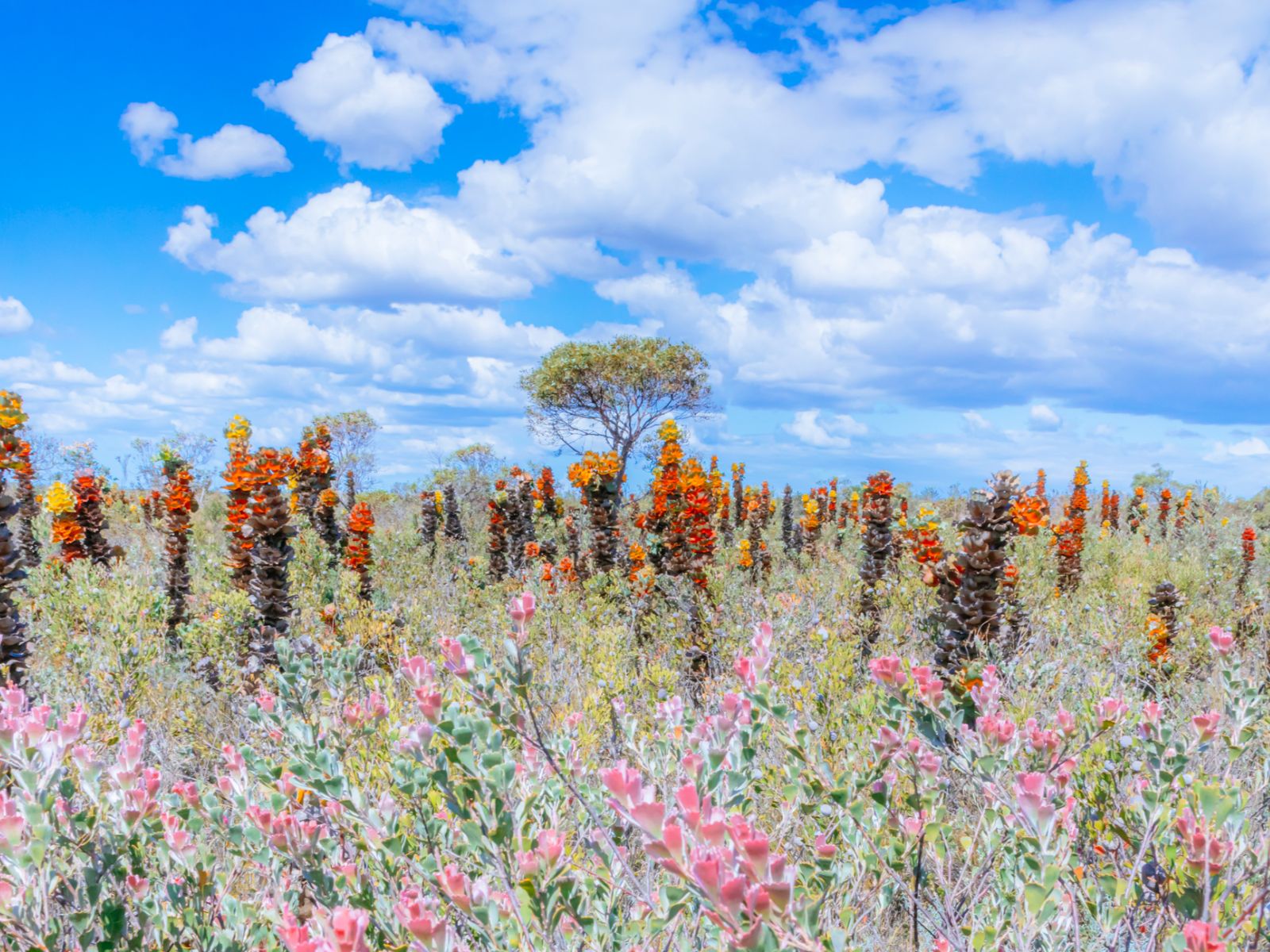 Rondreis Australië, Fitzgerald River National Park, bloemen