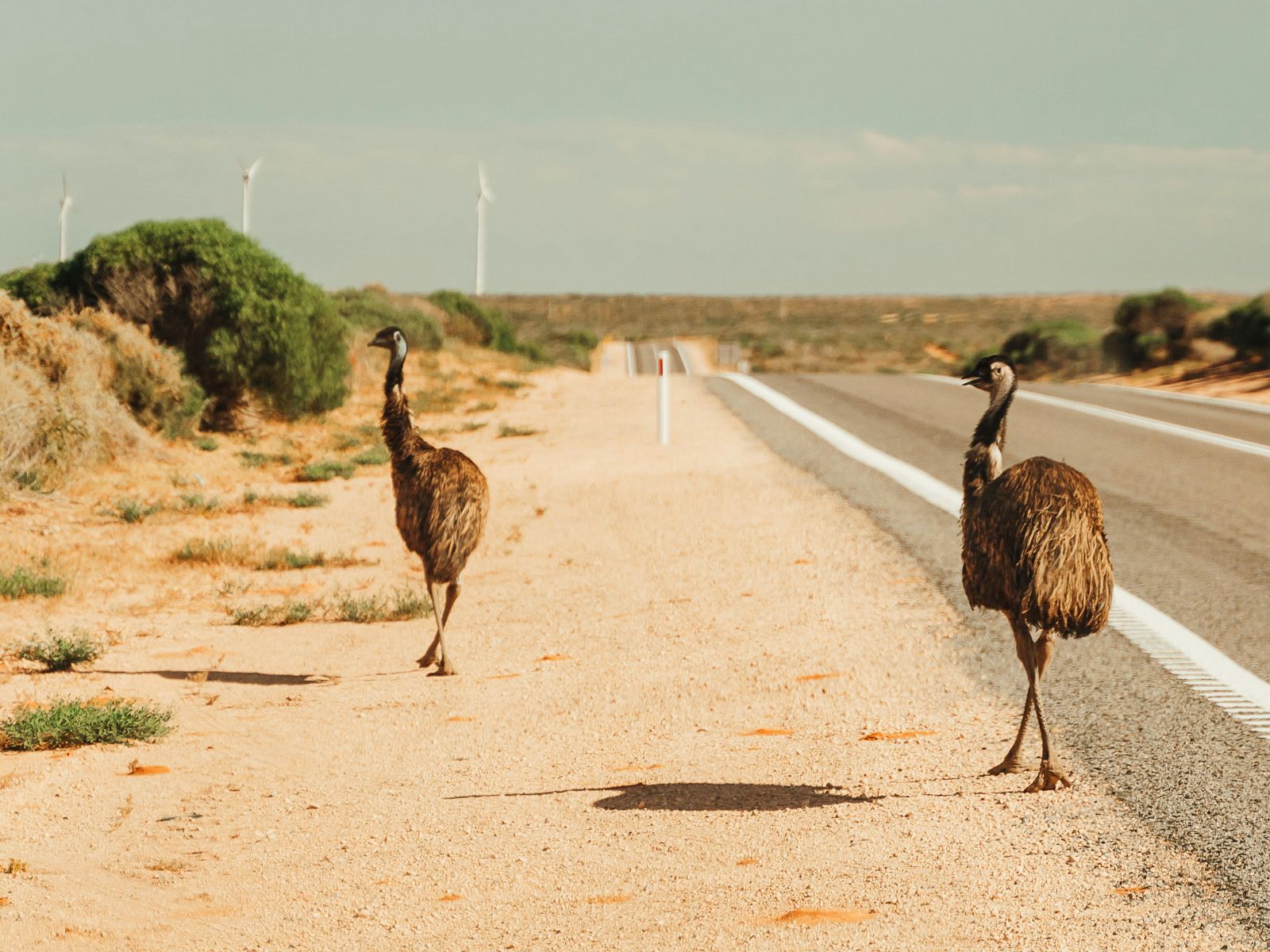 Rondreis Australië, Francois Peron National Park, Eagle Bluff Lookout