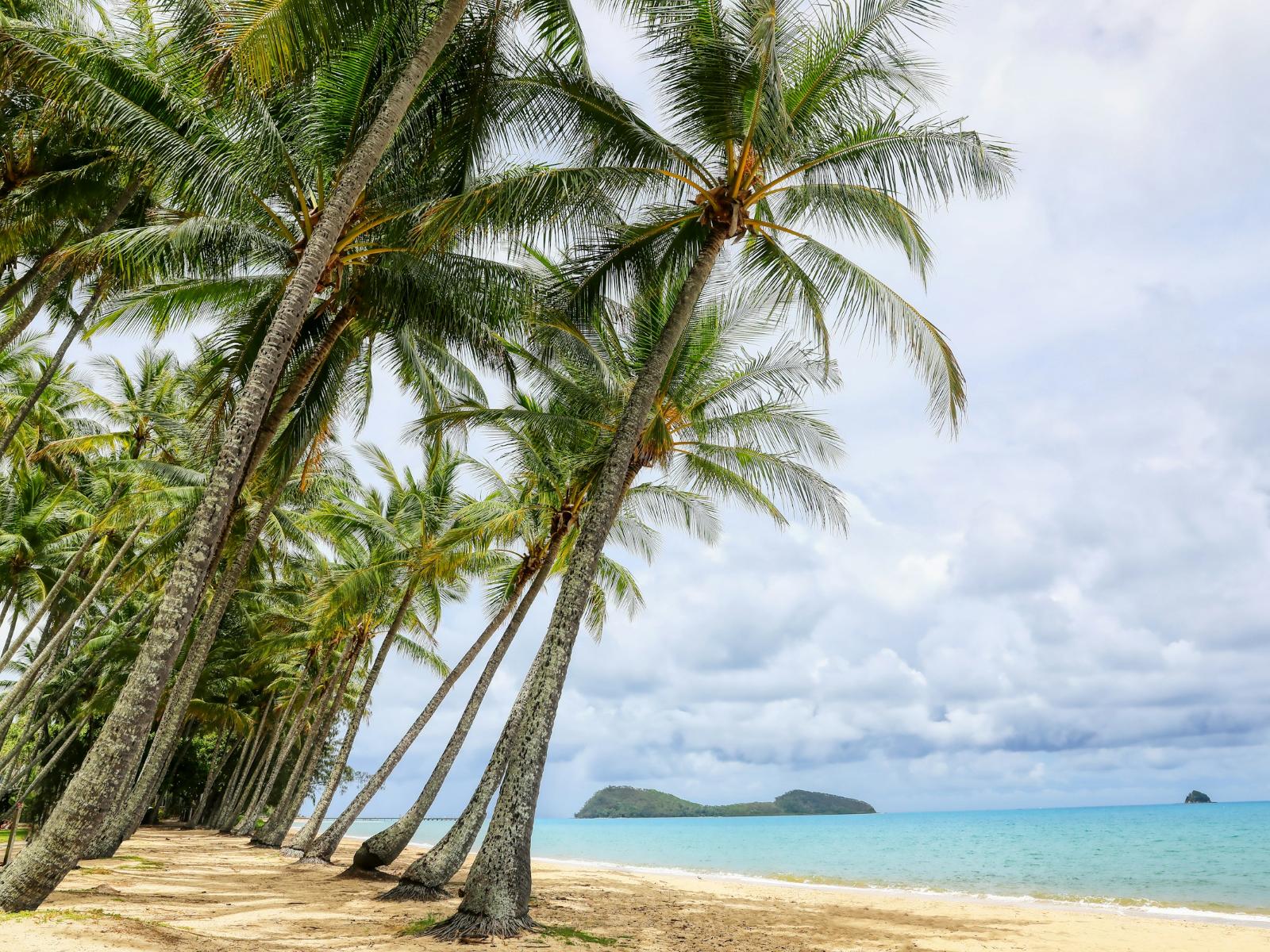 Rondreis Australië, Cairns Northern Beaches, Trinity Beach, Palm Cove en Yorkeys Knob, palmbomen