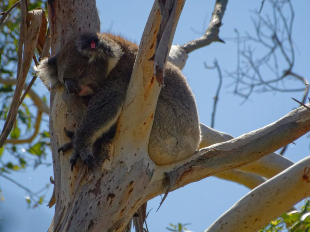 Uitbreidingen | WRC Reizen